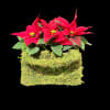 Sweet little moss pocketbook with mini poinsettia plants! Unique holiday happy! 
