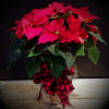 A hand selected potted poinsettia placed in a container and accented with