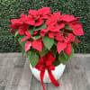 A large 10 inch poinsettia in a decorative ceramic container with green