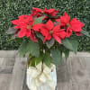 This red medium sized poinsettia comes designed in a decorative white container