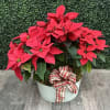 This arrangement is full of beautiful, lush poinsettias in a basket with
