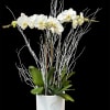 Graceful and timeless, this arrangement features three elegant white orchid stems with