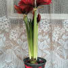 Nothing says Merry Christmas quite like a big bright red amaryllis plant!