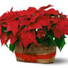 Double your gift giving with a basket of two lovely poinsettias. Available