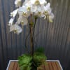 This beautiful Phalaenopsis orchid is paired with over-sized succulents in a white