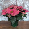 The poinsettia has been a holiday favorite for generations&hellip;and for a very