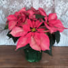 The poinsettia has been a holiday favorite for generations&hellip;and for a very