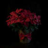 Send the holiday spirit with a gorgeous holiday classic. A potted poinsettia