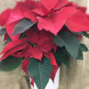 Can&#039;t get more traditional than a Poinsettia plant. These are larger, locally