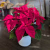 Bright, bold, and festive, this premium red poinsettia brings instant holiday cheer