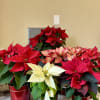 Seasonal Christmas poinsettia