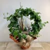 This hoop ivy plant is surprisingly easy to grow and features dried