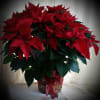 This red poinsettia is grown in a 10&quot; pot and stands about