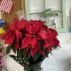 The poinsettia plant, with its vibrant red and green and red foliage