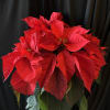 8" potted poinsettia festively decorated.