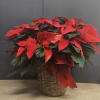 Beautiful red poinsettia 21''in tall. Perfect for the holidays