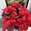 gorgeous red poinsettia in a 10 inch white basket 
large plant 