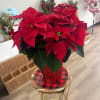 
Celebrate the season with this beautiful red poinsettia, featuring vibrant holiday blooms