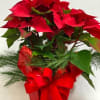 A seasonal favorite! We carry classic red and will choose the nicest