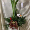 This magical amaryllis plant is sure to brighten someone's Christmas, each day