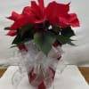 6&quot; Red Poinsettia dresses with a seasonal bow.