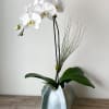 Single stem, florist quality phalaenopsis orchid in sea urchin art vase 

Care:
Bright