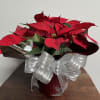 This beautiful fresh poinsettia will bring holiday cheer all season! 