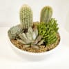 Offering of cacti and succulents artfully planted in a modern planter. 