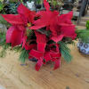 Poinsettia planted in a low basket with Christmas greens and a big
