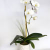 Beautiful white Phalaenopsis orchid, planted simply and embellished with a tillandsia bromeliad.
