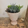 Classic assortment of succulents planted in a footed container.