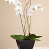 Send Zen. A graceful white phaleanopsis orchid plant potted in a modern
