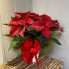 A classic holiday staple, the Poinsettia makes for a great gift or