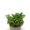 A charming 4-inch Frosty Fern with delicate, feathery foliage and naturally frosted