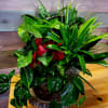 Several different house plants. This is a Holiday great one, has a