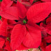 Petals &amp; Blooms Flowers beautiful tall potted Christmas Poinsettia plant decorated in