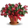 Distinctively different, the Christmas cactus is an outstanding gift to send for