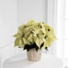 fresh and seasonal white poinsettia  in the basket