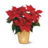 A tried-and-true tradition, the Christmas poinsettia&#039;s natural red and green palette makes