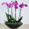 Palm Beach orchid lovers delight. Four phaeleonopsis orchids elegantly displayed in our