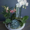 Combination of bright and white petite phalaenopsis orchids, succulents and cactus planted