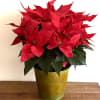Celebrate the season with our Crimson Noel Poinsettia, a timeless holiday favorite