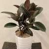 Rubber plant nestled in a white ceramic vessel.