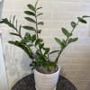 Live ZZ Plant measuring approximately 20&rdquo; tall. Potted in a white ceramic