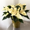 Elegant and timeless, our Winter Ivory Poinsettia features lush creamy-white poinsettia blooms
