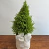 A charming mini Christmas cypress tree styled in a modern ceramic pot