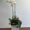 An elegant white Phalaenopsis orchid arrangement styled with fresh Christmas greens, winter