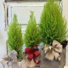 The scent from these plants is heavenly! The lemon cypress will arrive
