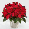 The traditional holiday blooming plant, a Christmas Poinsettia, with its dark leaves