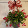 CHRISTMAS CACTUS (COLORS MAY VARY)